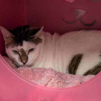 Domestic Short Hair Cats Available for Adoption in Titusville, Florida - Eugene | PetCurious