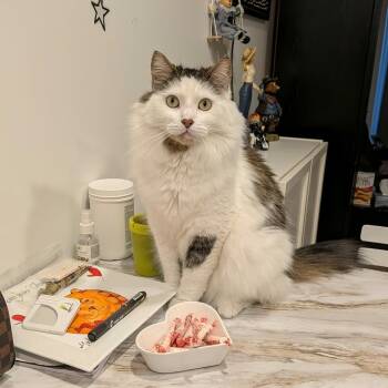 Ti-Blanc -  Domestic Long Hair Cat for Adoption in Saint-jacques, Quebec - Ti-Blanc | PetCurious