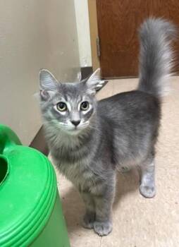 Ghost -  Domestic Medium Hair Cat for Adoption in Little Rock, Arkansas - Ghost | PetCurious