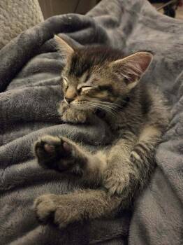 Domestic Short Hair Cats Available for Adoption in Plymouth, Michigan - Phantom Of The Opurra | PetCurious