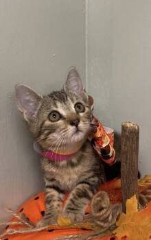 Rescue Domestic Short Hair Cats for Adoption in Picayune, Mississippi - Cornbread | PetCurious