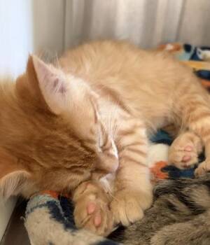 Ed Sheeran -  Domestic Short Hair Cat for Adoption in Westland, Michigan - Ed Sheeran | PetCurious