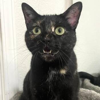 Tortoiseshell Cats Available for Adoption in Long Beach, Mississippi - Francine | PetCurious