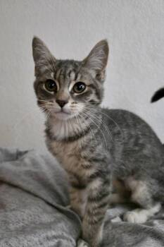 Cookie -  Tabby and Domestic Short Hair Cat for Adoption in Pasco, Washington - Cookie | PetCurious