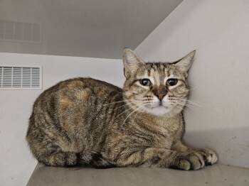 Rescue Domestic Short Hair Cats for Adoption in Bossier City, Louisiana - Petunia | PetCurious