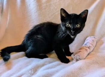 Westley -  Domestic Short Hair Cat for Adoption in Fishers, Indiana - Westley | PetCurious