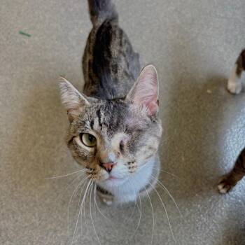 Jerry -  Domestic Short Hair Cat for Adoption in Brockton, Massachusetts - Jerry | PetCurious