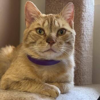 Domestic Short Hair Cats Available for Adoption in Middlebury, Vermont - Toto | PetCurious