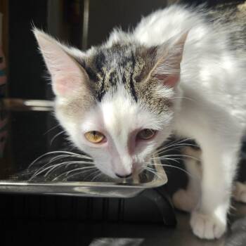 Coraline -  Domestic Short Hair Cat for Adoption in The Dalles, Oregon - Coraline | PetCurious