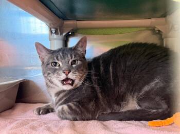 Domestic Short Hair Cats Available for Adoption in Gillette, Wyoming - Star | PetCurious