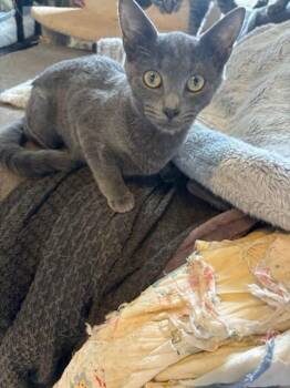 Rescue Domestic Short Hair Cats for Adoption in Powdersville, South Carolina - Peony | PetCurious