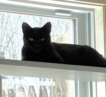 Domestic Short Hair Cats Available for Adoption in Oak Bluffs, Massachusetts - Cleo | PetCurious