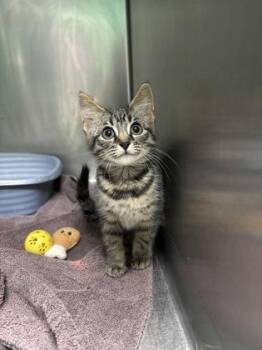 Slap Ya Mama -  Domestic Short Hair Cat for Adoption in Paducah, Kentucky - Slap Ya Mama | PetCurious