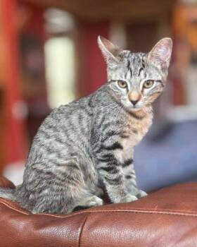 Tuck -  Domestic Short Hair Cat for Adoption in Frisco, Texas - Tuck | PetCurious