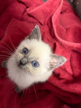Lulu -  Siamese Cat for Adoption in Anna, Texas - Lulu | PetCurious