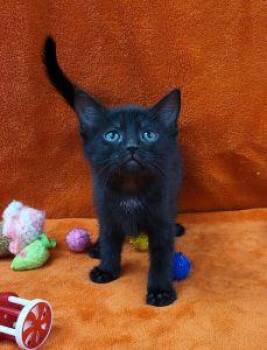 Emmie -  Domestic Short Hair Cat Available for Adoption in Bucyrus, Ohio - Emmie | PetCurious
