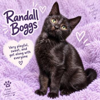 Randall Boggs -  Domestic Short Hair Cat for Adoption in Quincy, Ohio - Randall Boggs | PetCurious