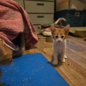Bert 22868 -  Domestic Short Hair Cat for Adoption in Minneapolis, Minnesota - Bert 22868 | PetCurious