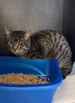 Rescue Domestic Short Hair Cats for Adoption in WDM, Iowa - Wayne | PetCurious