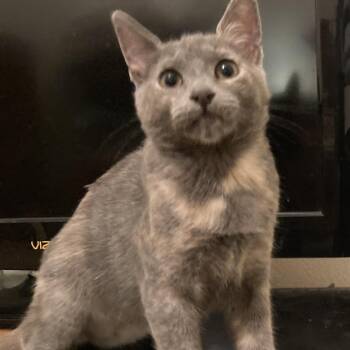 Domestic Short Hair Cats Available for Adoption - Cinderella (aka Itty Bitty) | PetCurious