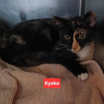 Hestia C11993 -  Domestic Short Hair Cat for Adoption - Hestia C11993 | PetCurious