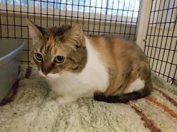 LOAFER -  Domestic Short Hair Cat for Adoption in Oroville, California - LOAFER | PetCurious