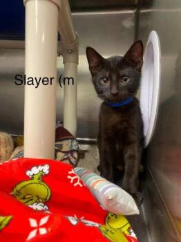 Slayer -  Domestic Short Hair Cat for Adoption in Hobart, Indiana - Slayer | PetCurious