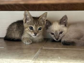 River -  Siamese and Domestic Short Hair Cat for Adoption in St. Augustine, Florida - River | PetCurious