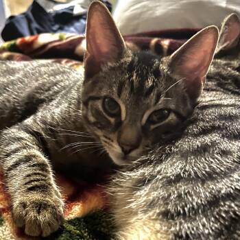 Rescue Domestic Short Hair Cats for Adoption in East Amherst, New York - Raphael | PetCurious