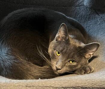Russian Blue Cats Available for Adoption - Lucky | PetCurious