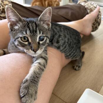 Mr. Pibb -  Domestic Short Hair Cat for Adoption in San Diego, California - Mr. Pibb | PetCurious