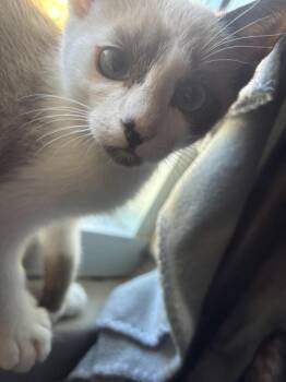 Frank James -  Siamese Cat for Adoption in Healdsburg, California - Frank James | PetCurious