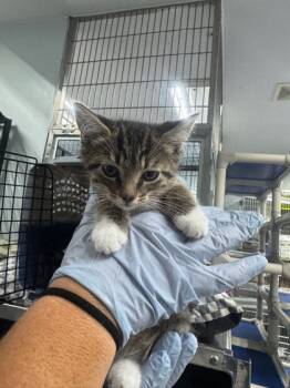 Rescue Domestic Short Hair Cats for Adoption in Vincennes, Indiana - Woody | PetCurious