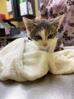 Boo -  Domestic Short Hair Cat for Adoption in Crossville, Tennessee - Boo | PetCurious