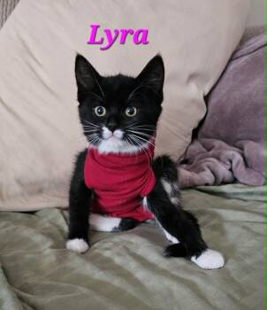 Domestic Short Hair Cats Available for Adoption in Kitchener, Ontario - Lyra | PetCurious
