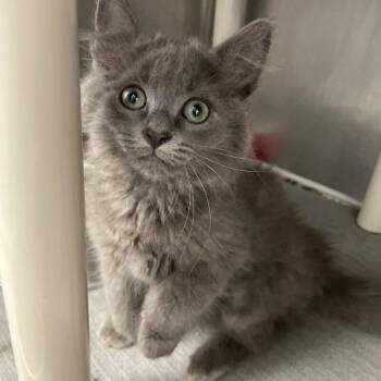 Esther -  Domestic Long Hair Cat for Adoption in Roanoke, Virginia - Esther | PetCurious