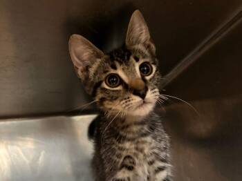 Alden -  Tabby Cat for Adoption in Powell, Ohio - Alden | PetCurious