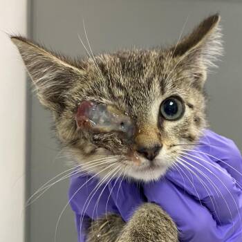 Cyborg -  Domestic Short Hair Cat for Adoption in Charleston, West Virginia - Cyborg | PetCurious