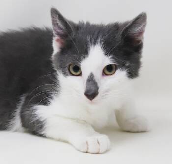 Raindrop will make every day full of sunshine - Raindrop on nose -  Turkish Van and Russian Blue Cat for Adoption in Bedford Hills, New York - Raindrop Will Make Every Day Full Of Sunshine - Raindrop On Nose | PetCurious