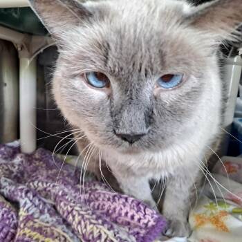 Domestic Long Hair Cats Available for Adoption in Rock Falls, Illinois - Blue Eyes | PetCurious