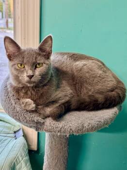 Megan -  Domestic Short Hair Cat for Adoption in Scottsburg, Indiana - Megan | PetCurious