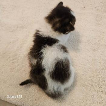 Domino -  Domestic Medium Hair Cat for Adoption in Webster, Texas - Domino | PetCurious