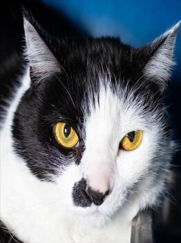 Domestic Short Hair Cats Available for Adoption - LILY | PetCurious