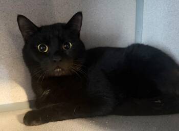 Domestic Short Hair Cats Available for Adoption in Hudson, New York - Bodhi | PetCurious