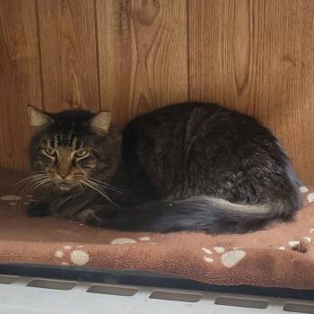 0923-117 Bentley -  Domestic Short Hair Cat for Adoption in Abingdon, Maryland - 0923-117 Bentley | PetCurious