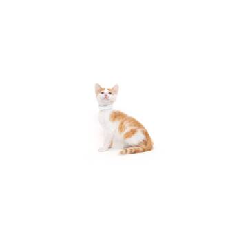 Bomb Pop -  Domestic Short Hair Cat Available for Adoption in Los Angeles, California - Bomb Pop | PetCurious
