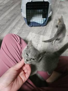 Rescue Domestic Short Hair Cats for Adoption in Loogootee, Indiana - Ash | PetCurious