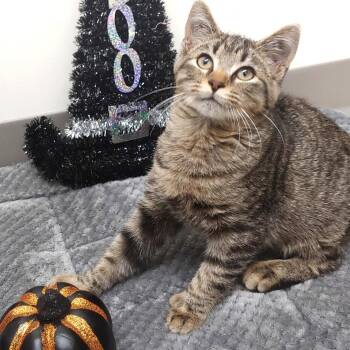 Rescue Extra Toes Cat Hemingway Polydactyl Cats for Adoption in Belmont, New York - Kooper | PetCurious