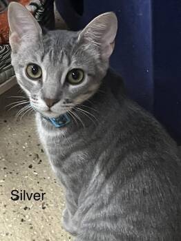 Silver -  Domestic Short Hair Cat for Adoption in Phoenix, Arizona - Silver | PetCurious