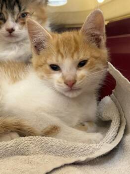Domestic Short Hair Cats Available for Adoption in Pomona, New York - Creamsicle | PetCurious